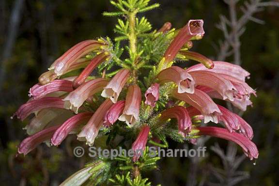 erica glandulosa 1 graphic